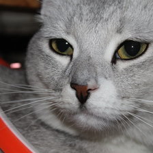 мой кот барсик