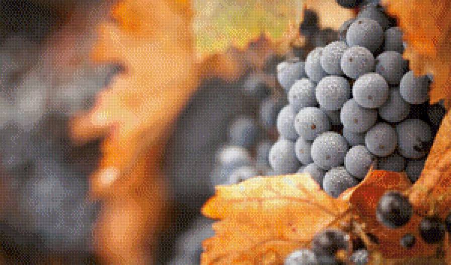 виноград - фрукт, виноград, ягоды - предпросмотр