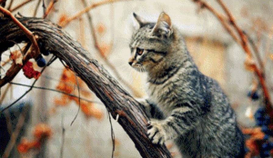 котенок - котенок, животные - предпросмотр