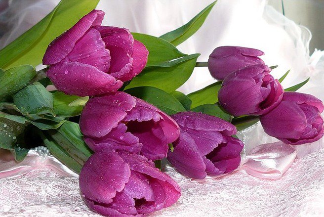 тюльпаны - тюльпаны, цветы - оригинал