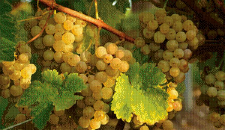 виноград - ягоды, виноград, фрукт - предпросмотр