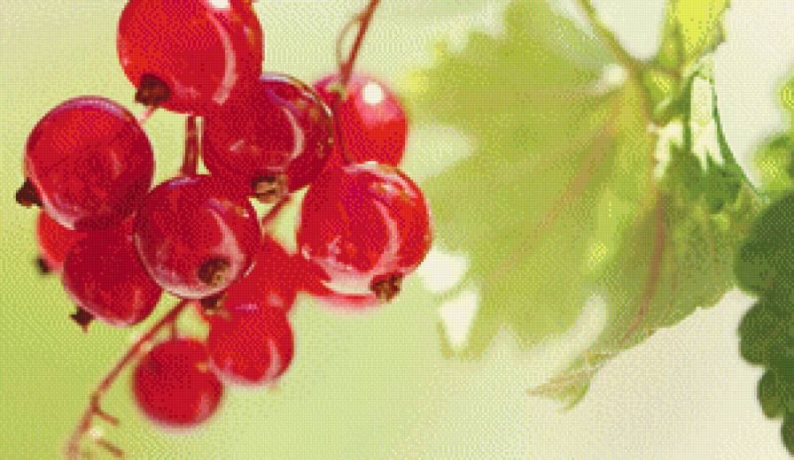 красная смородина - красная смородина, ягоды, сад - предпросмотр
