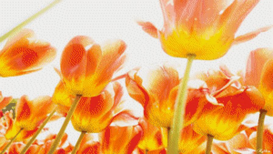 цветы - тюльпаны, цветы - предпросмотр