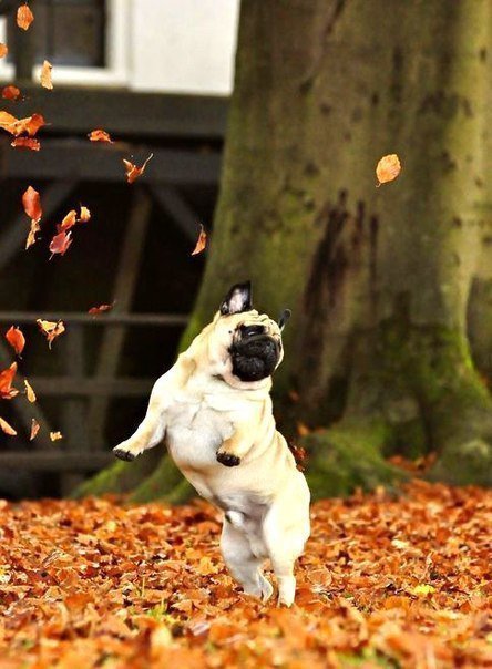 Мопсюша - оригинал