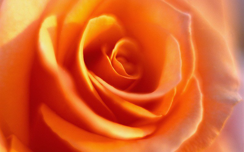 Серединка цветка - подушка, цветы, сумка - оригинал