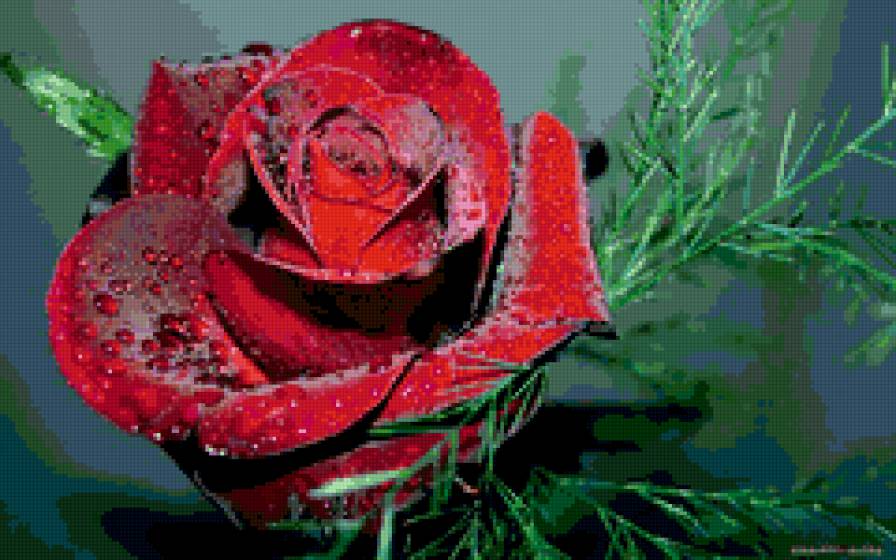 Роза - цветы - предпросмотр