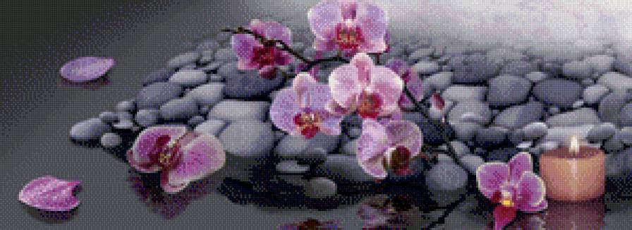 орхидеи - орхидеи - предпросмотр