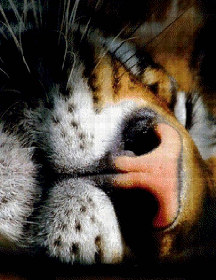 тигр - хищник, животные, тигр - предпросмотр