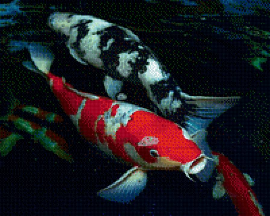 карпы - предпросмотр