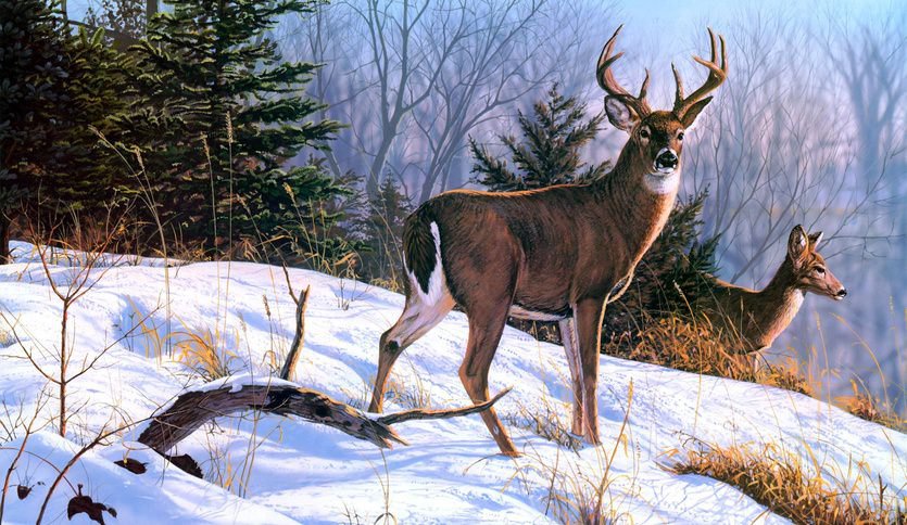 олени - олени, лес, зима - оригинал