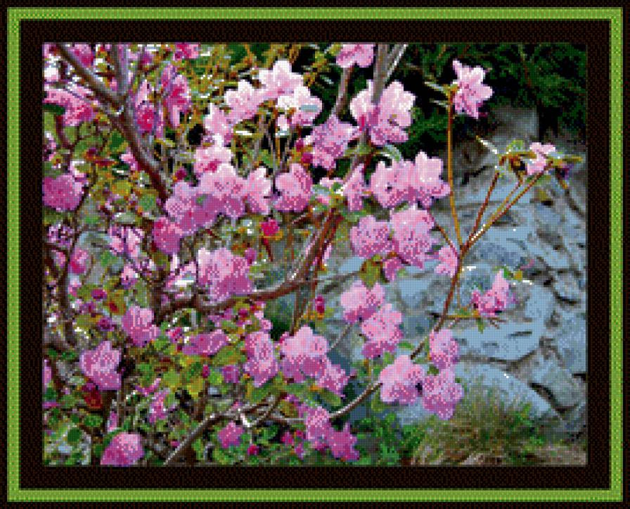 багульник - предпросмотр