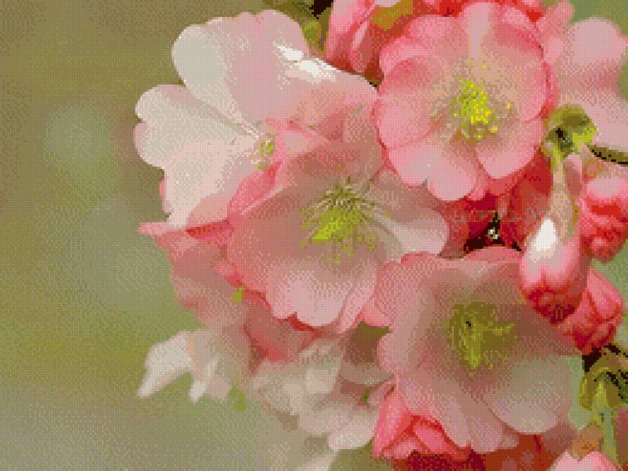 Весна. Яблоневый цвет. - цветение, весна, яблоня - предпросмотр