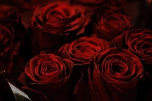 Розы - цветы - оригинал