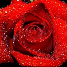 Схема вышивки «роза в росе»