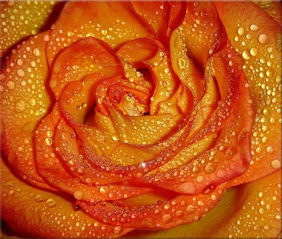 роза в росе - королева цветов, роса, цветок - оригинал