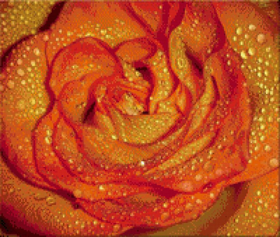 роза в росе - цветок, роса, королева цветов - предпросмотр