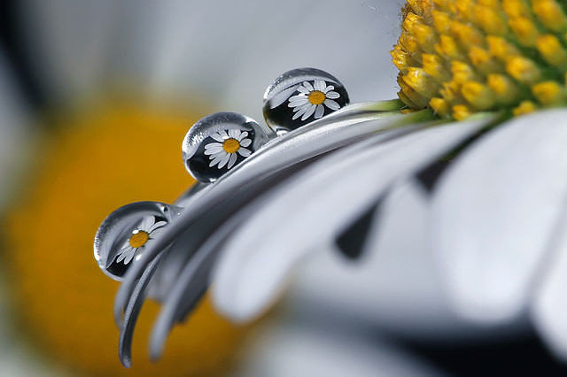 ромашки в росе - полевые цветы - оригинал