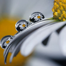 Схема вышивки «ромашки в росе»