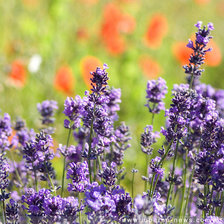 Схема вышивки «Лаванда 01»