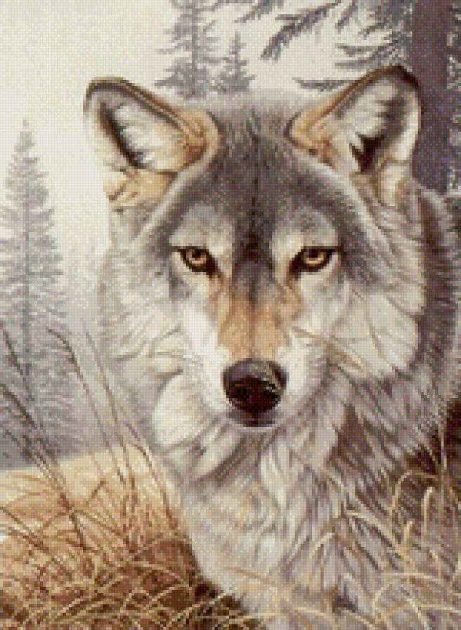 дикая природа - волк, животные, одиночество - предпросмотр