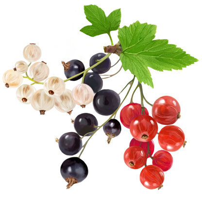 смородина - оригинал