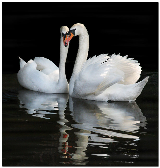 лебеди на черном - лебеди - оригинал