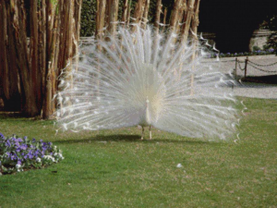 "Павлин" - природа, отдых, птицы - предпросмотр