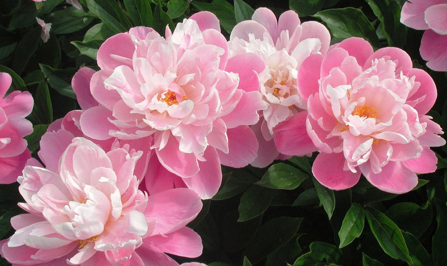 Пионы - цветы, пионы - оригинал