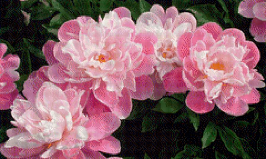 Пионы - цветы, пионы - предпросмотр