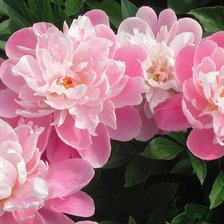 Схема вышивки «Пионы»