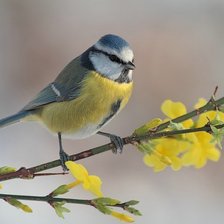 Схема вышивки «Синица»