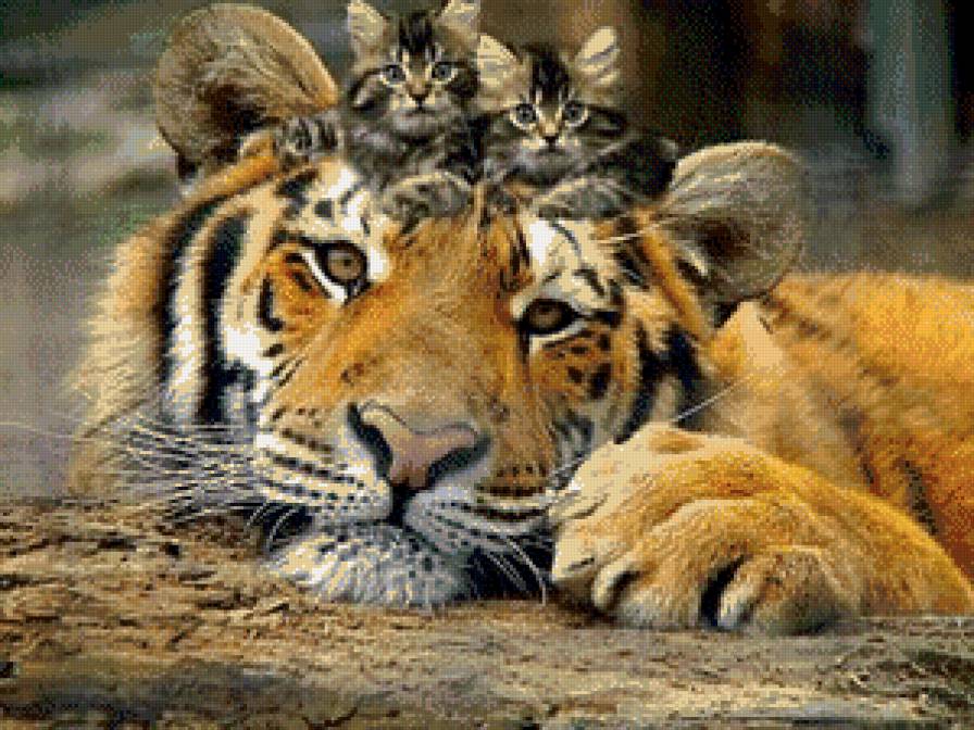 друзяки - коты, хищники, кошки, тигр, животные, тигры, котята, друзья - предпросмотр