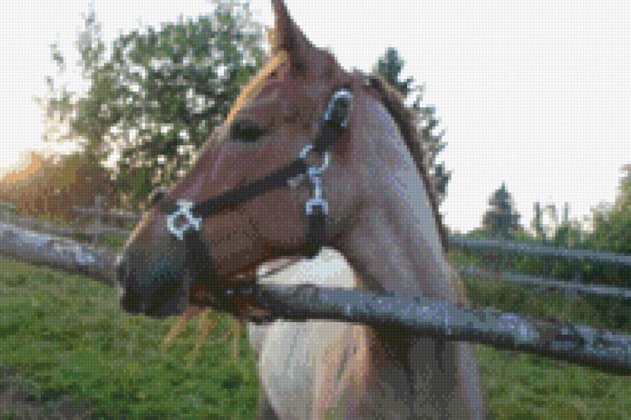 Ася - предпросмотр