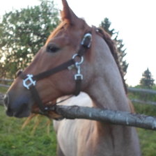 Схема вышивки «Ася»