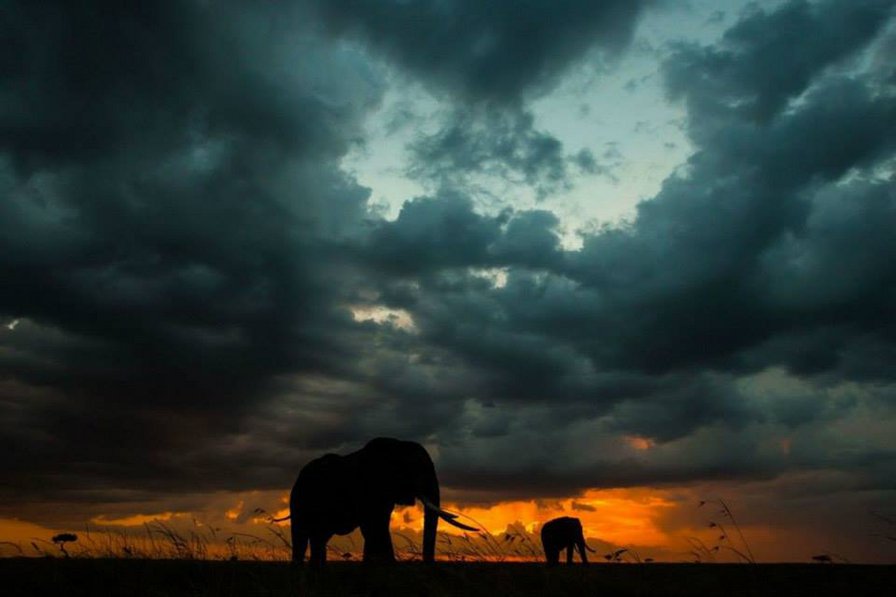 Африканские слоны - слоны, африка, закат, слон - оригинал