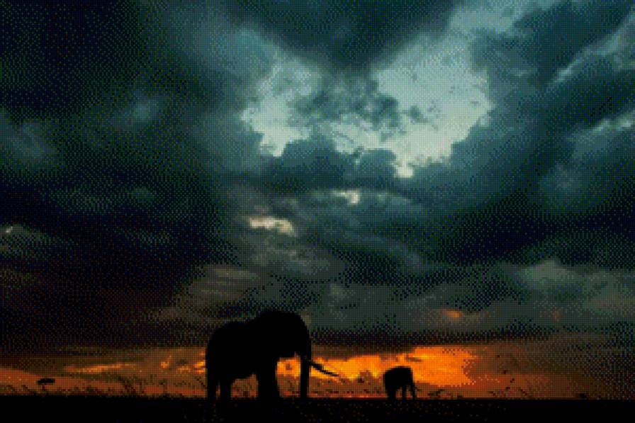 Африканские слоны - слоны, африка, слон, закат - предпросмотр