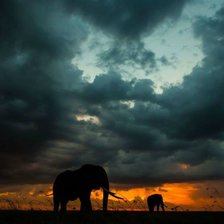 Африканские слоны