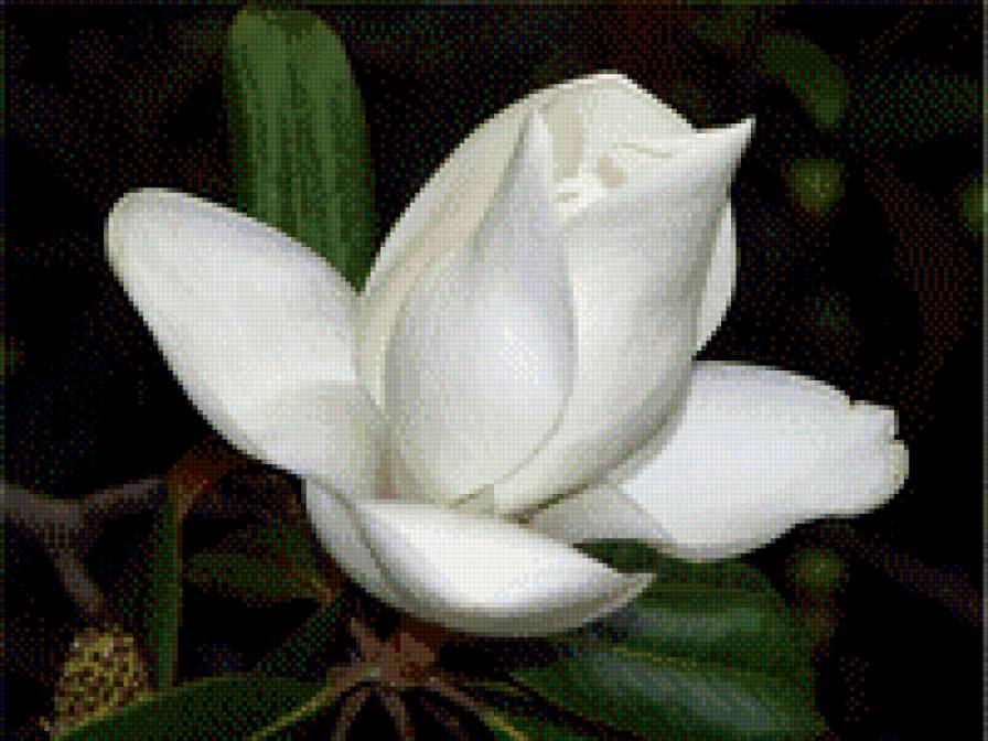 Камелия - красота, природа, цветы - предпросмотр