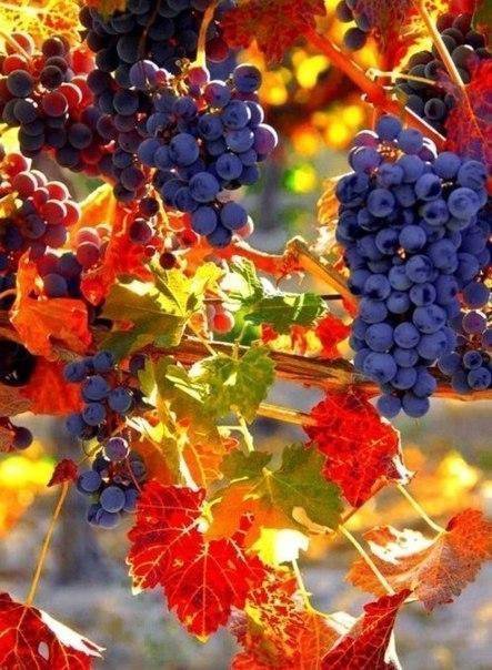 осень 2 - осень виноград - оригинал