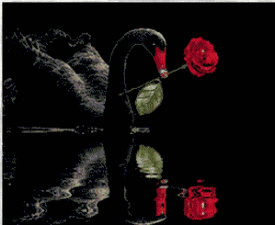 лебедь и роза - цветы, лебедь, птицы, роза - предпросмотр