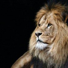 Схема вышивки «Лёвушка»