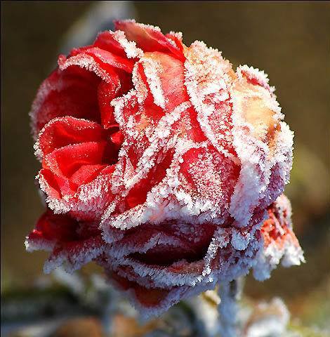 роза - оригинал