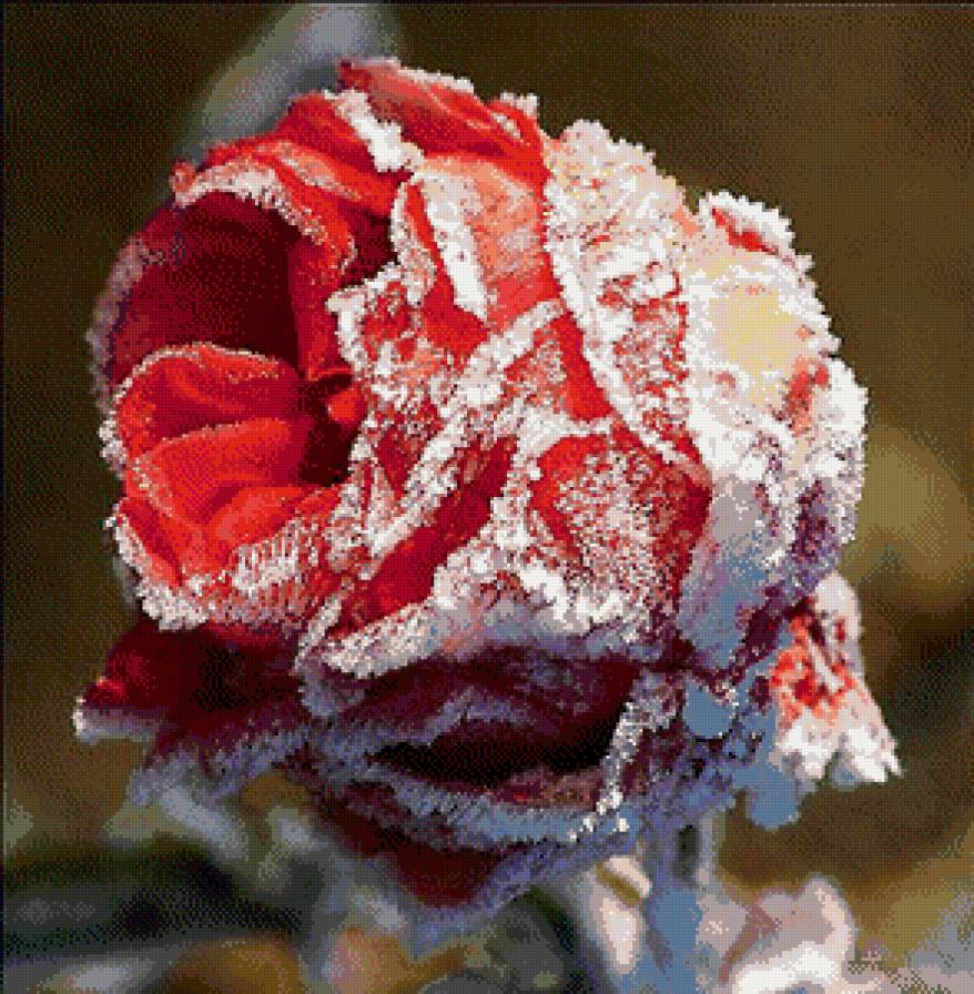 роза - предпросмотр