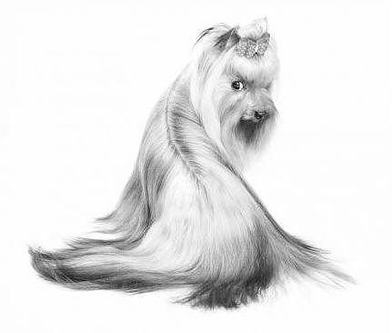 йорчик - монохром, йорк - оригинал