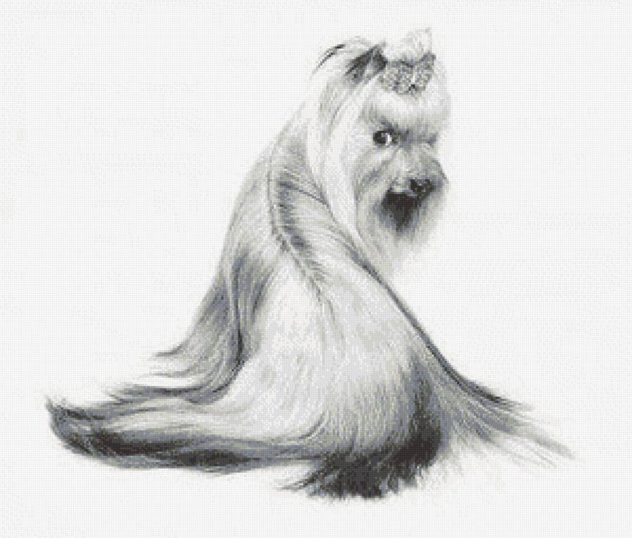 йорчик - йорк, монохром - предпросмотр