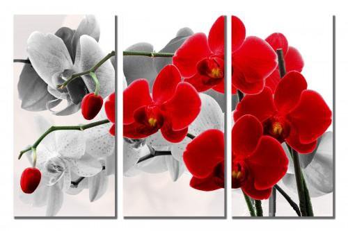 Орхидея - цвети - оригинал
