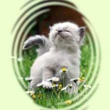 Схема вышивки «катёнок»