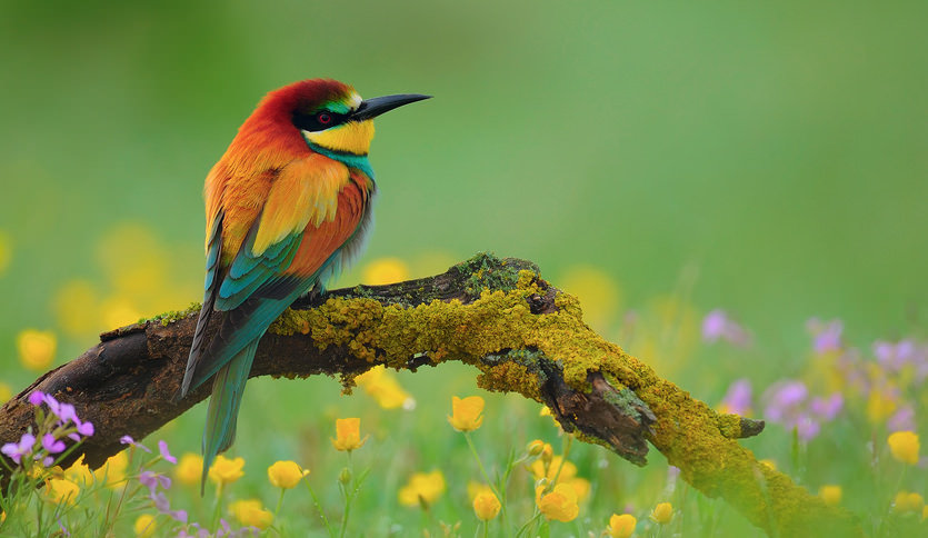 птичка - птичка - оригинал