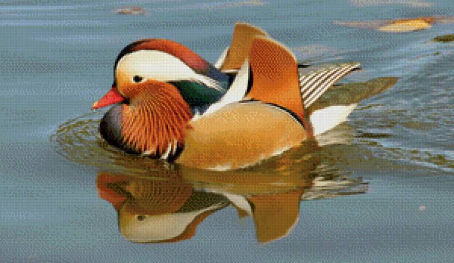 уточка - птица, уточка - предпросмотр