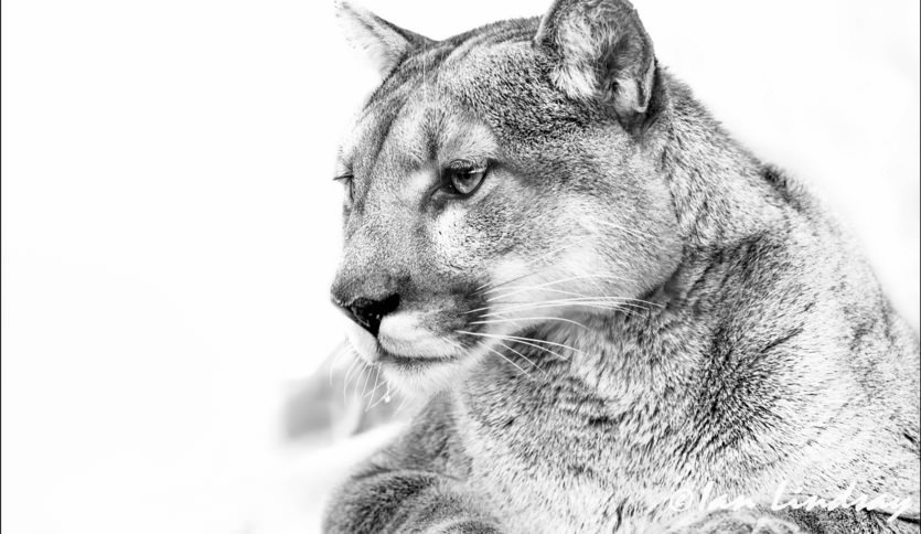 пума - пума - оригинал